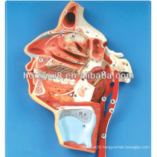 ISO 3-D Model of Human Face, Nerves